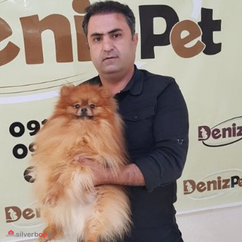 سگ پامرانین خرسی در تهران