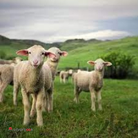 گوسفند زنده غرب و شرق