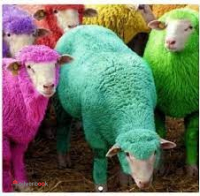فروش گوسفند زنده تهران
