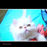 فروش بچه گربه پرشین فلت شجره دار 